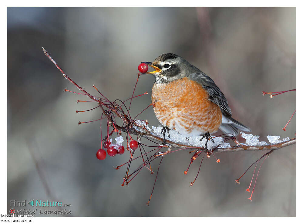 American Robin, feeding habits
