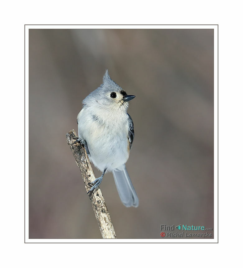 Mésange bicolore