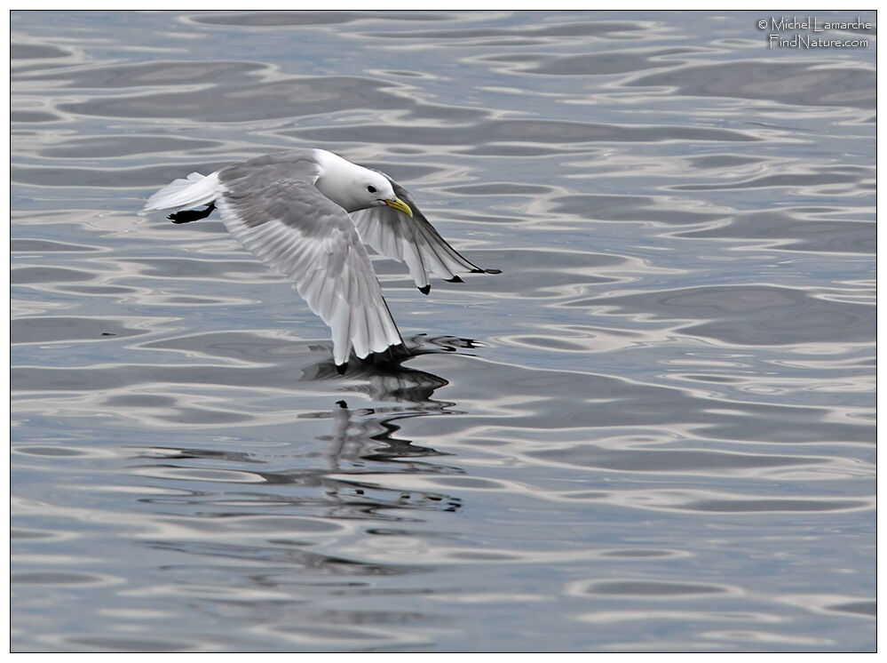 Black-legged Kittiwakeadult