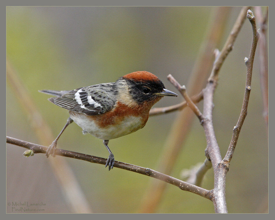 Bay-breasted Warbler male adult breeding