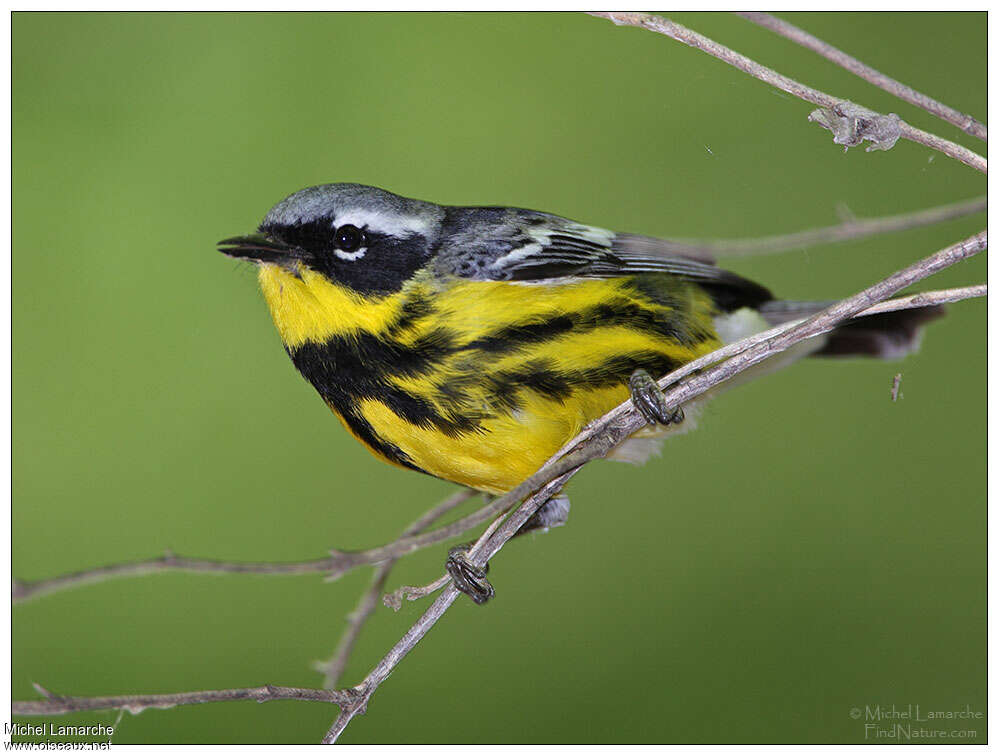 Magnolia Warbler male adult breeding, identification