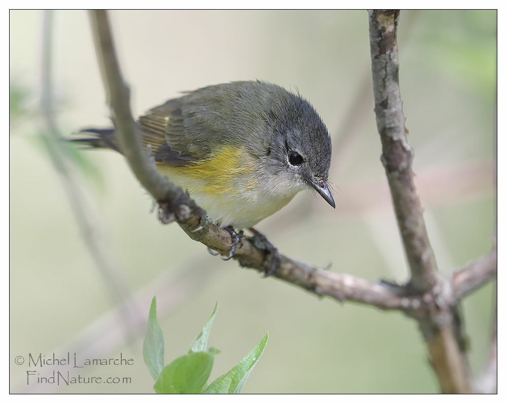 American Redstart female adult