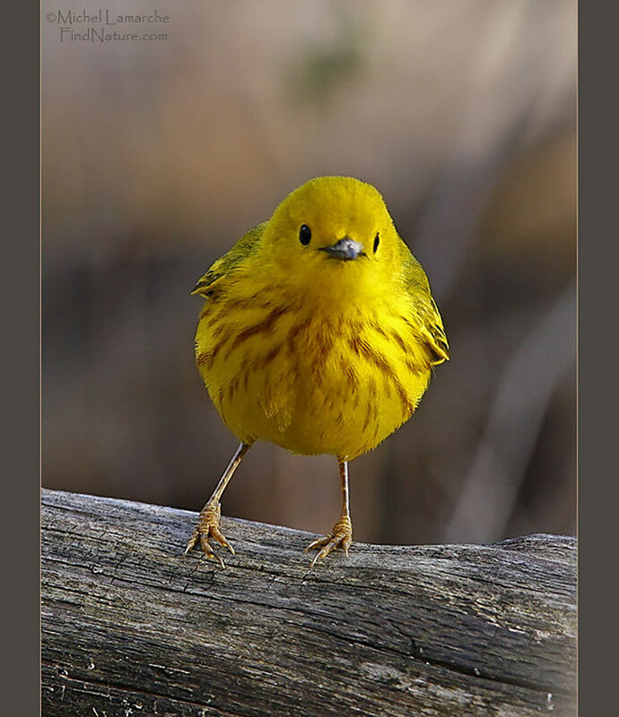 Paruline jaune mâle adulte