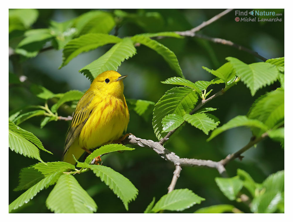 Paruline jaune mâle adulte nuptial