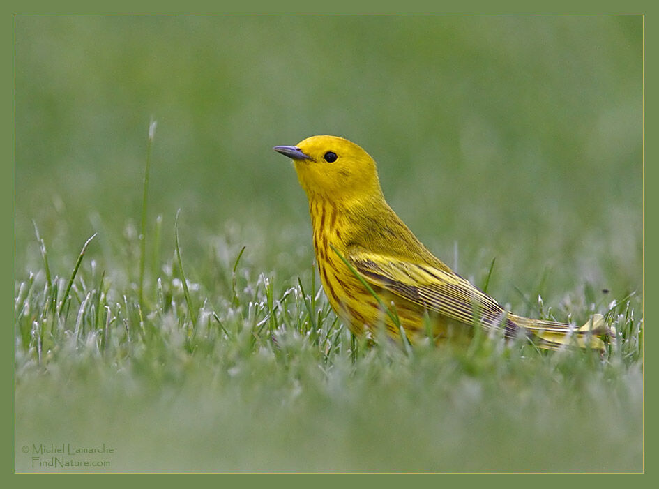 American Yellow Warbler male adult