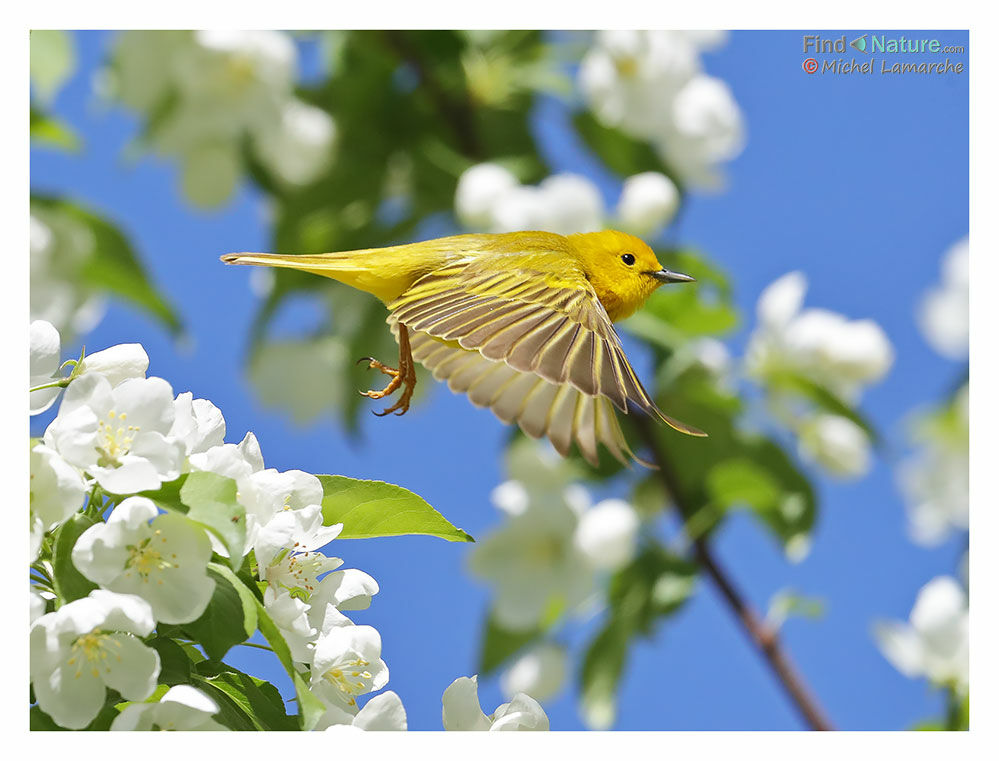Paruline jaune mâle adulte, Vol