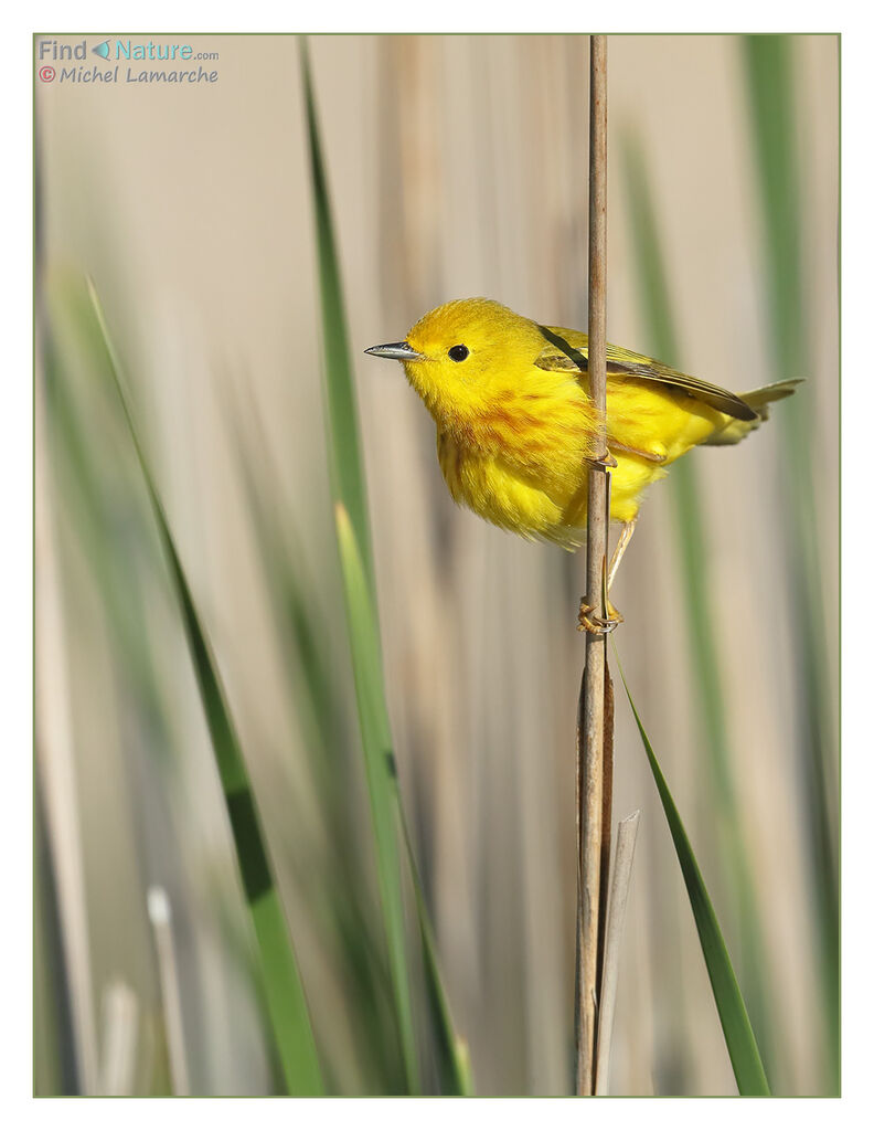 Paruline jaune mâle adulte nuptial
