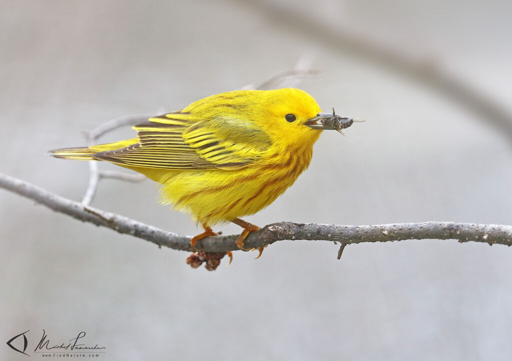 Paruline jaune mâle adulte nuptial, régime, mange