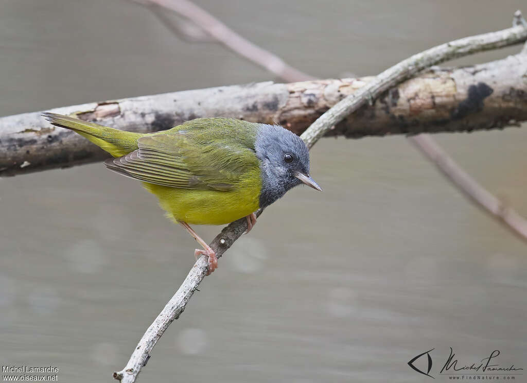 Mourning Warbler male adult, identification