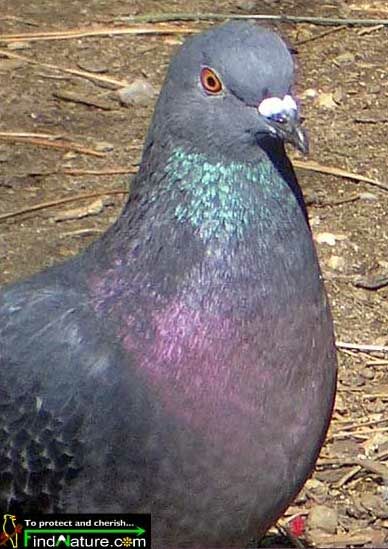 Rock Dove