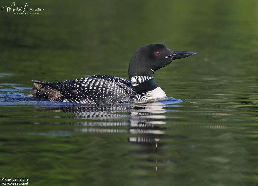 Plongeon imbrinadulte nuptial, identification