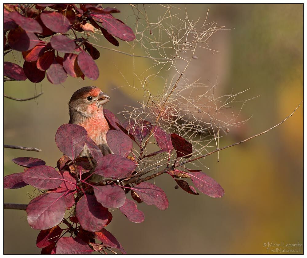 House Finch male adult