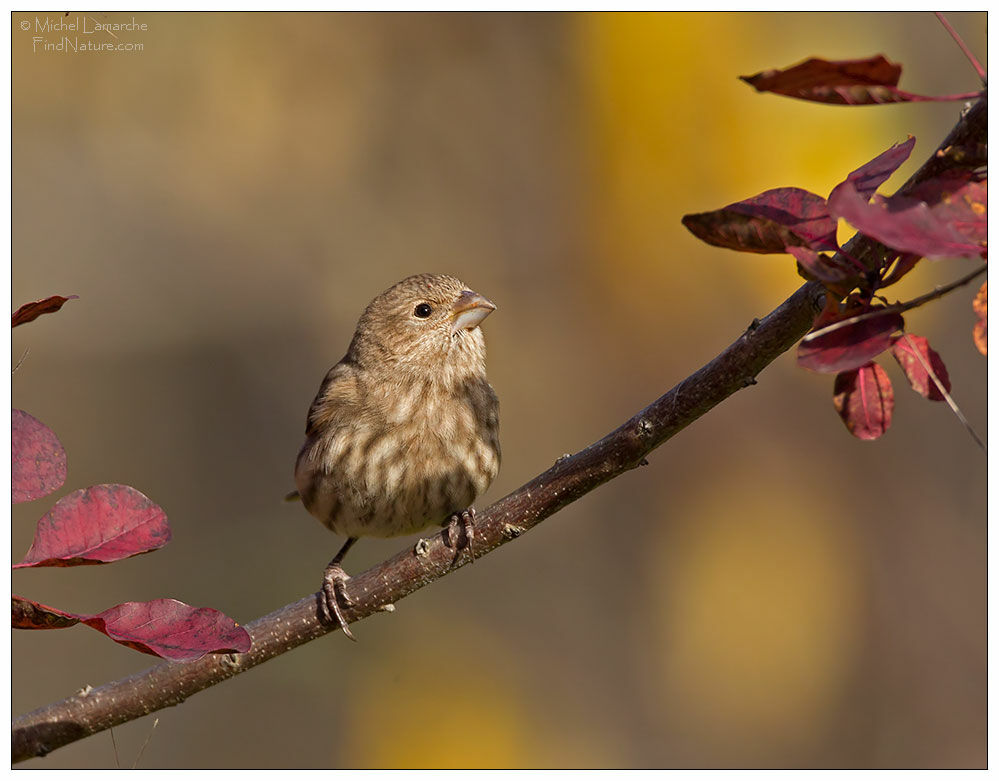 House Finch female adult