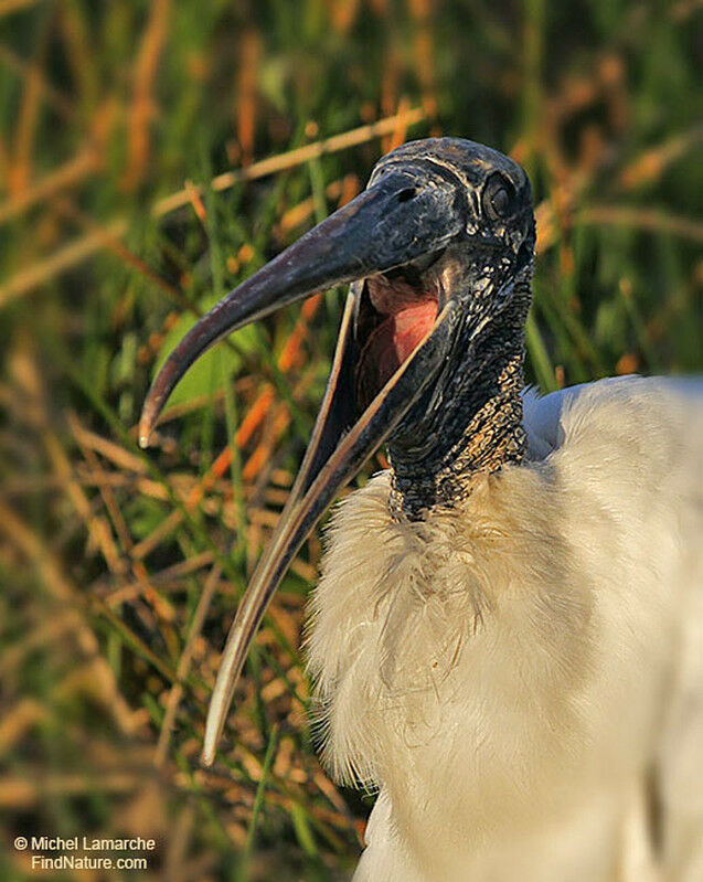 Wood Storkadult post breeding