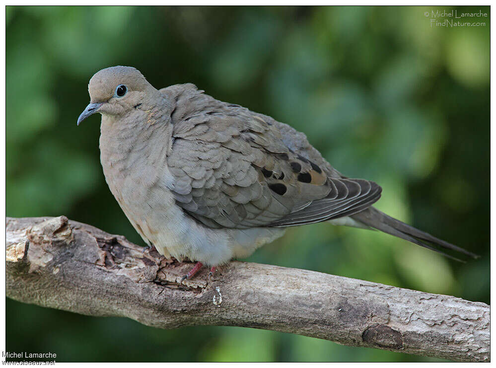 Mourning Doveadult, close-up portrait