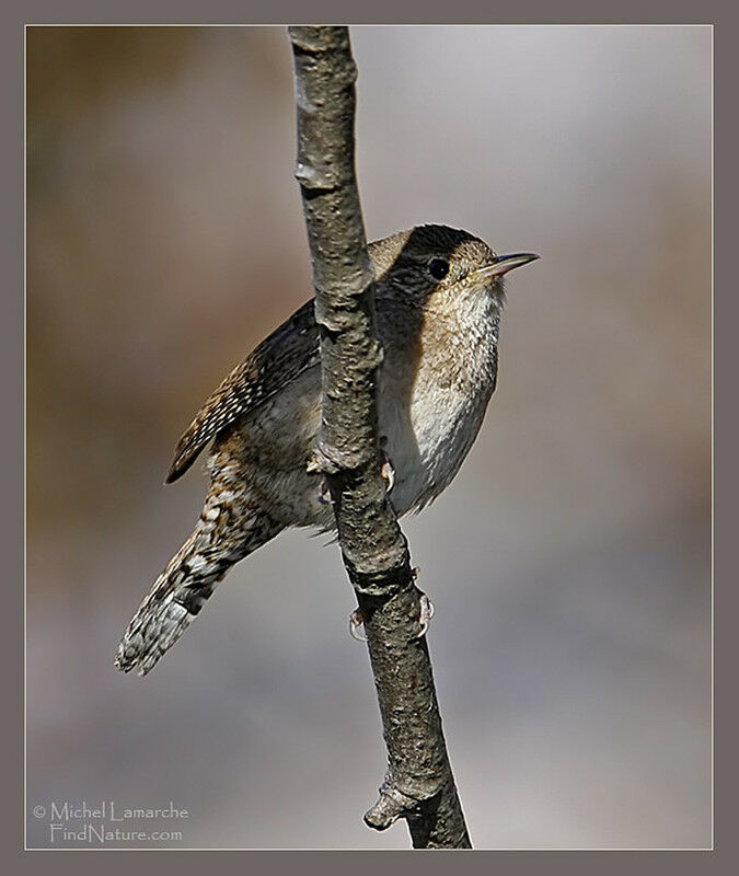 Northern House Wren