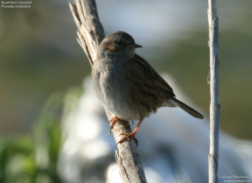 Dunnock, identification