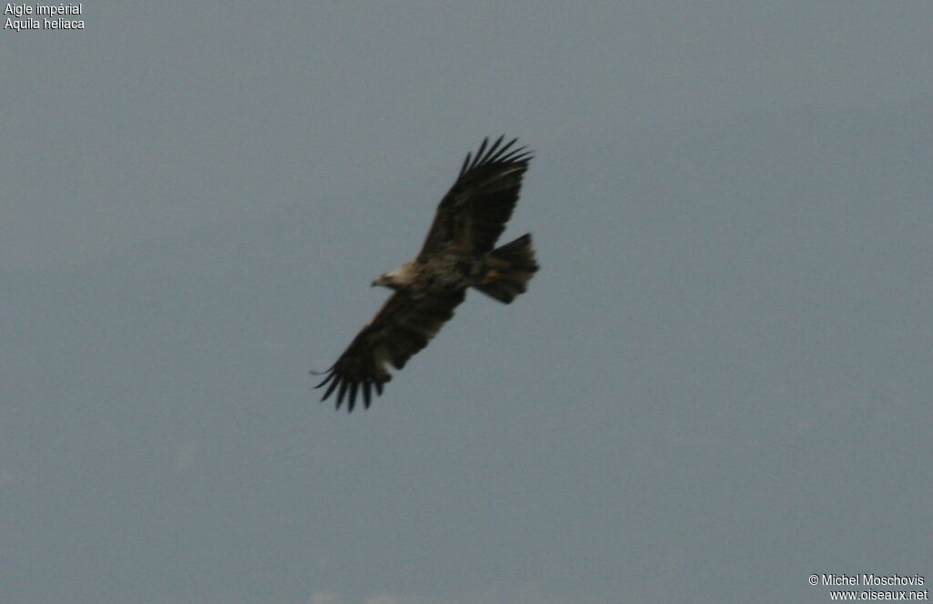 Aigle impérial, Vol