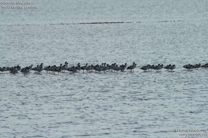 Pied Avocet