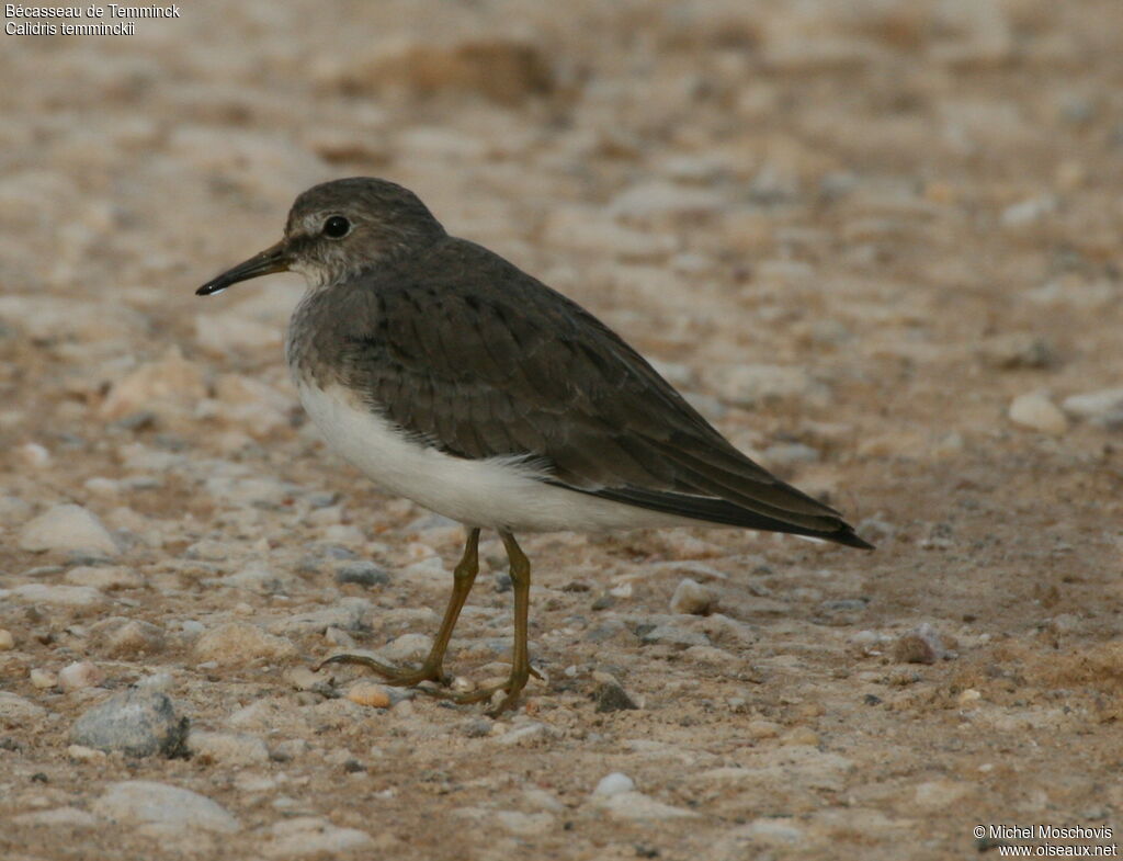 Temminck's Stint, identification