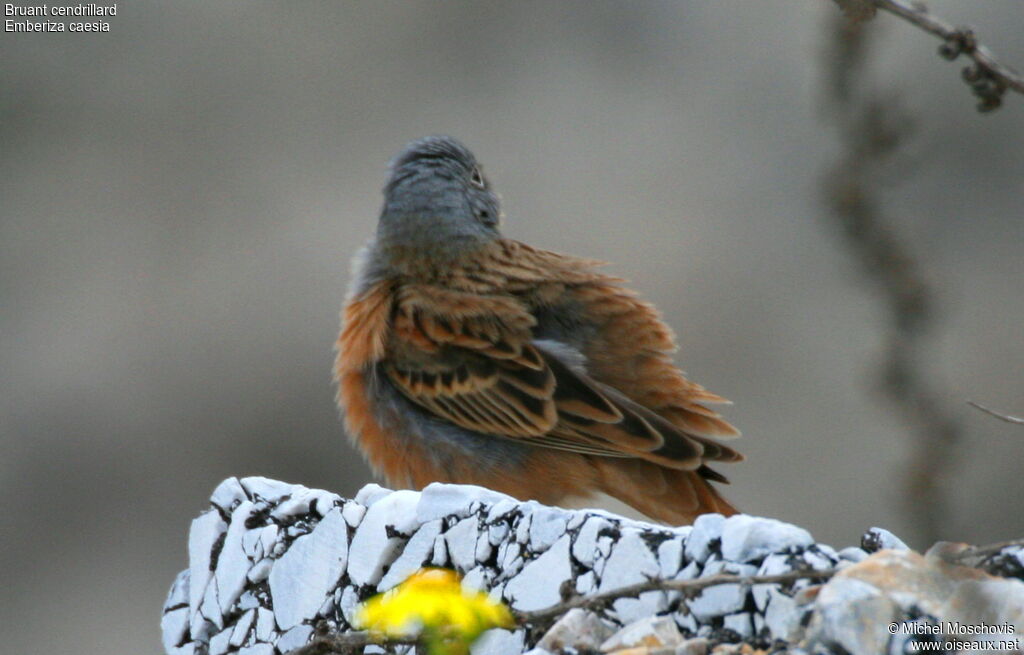 Bruant cendrillard mâle adulte nuptial, identification