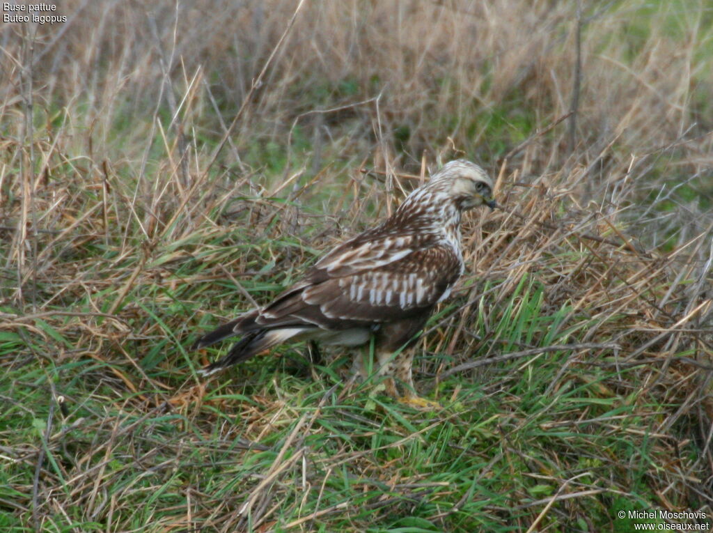 Buse pattue, identification