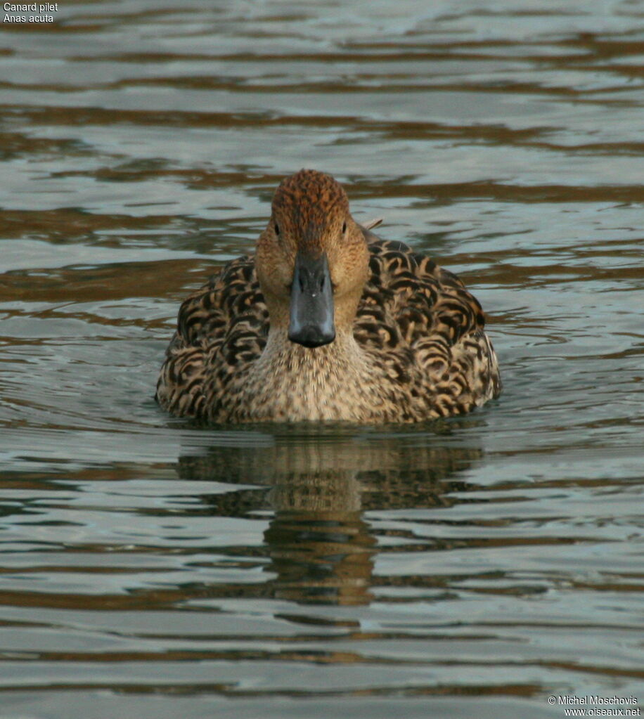 Canard pilet femelle adulte, identification