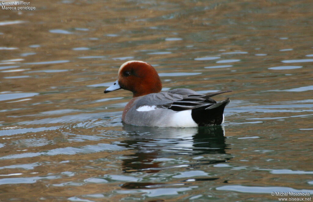 Canard siffleur mâle adulte nuptial, identification