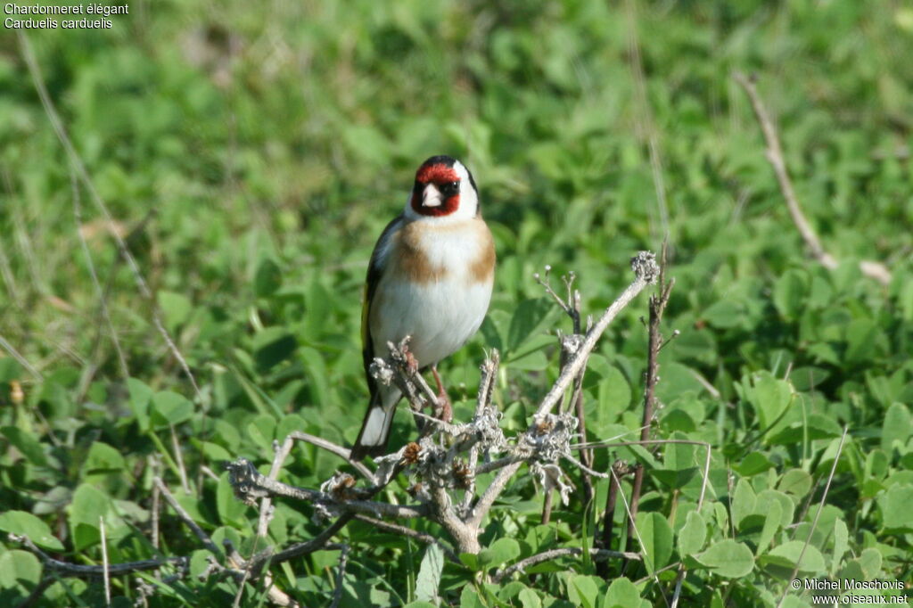 Chardonneret élégant