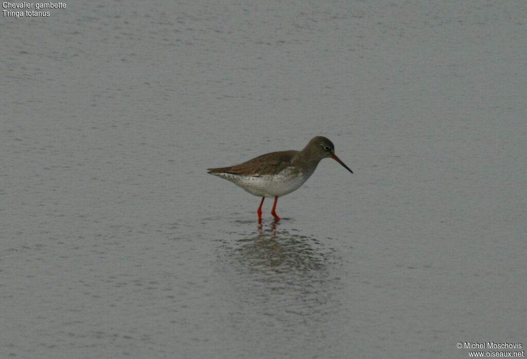Common Redshank, identification