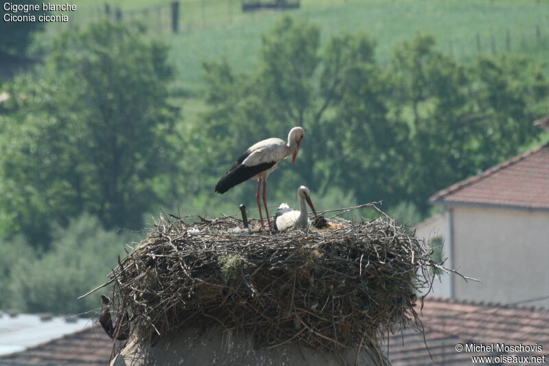 White Stork adult breeding