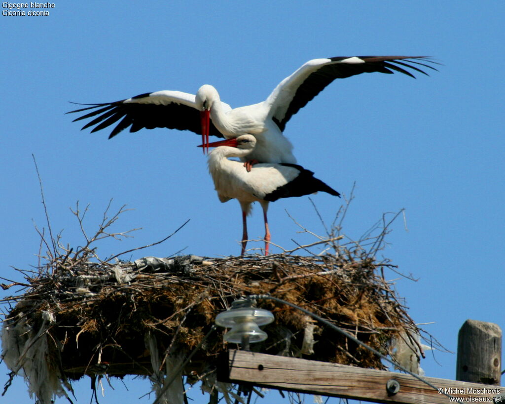 Cigogne blanche, Nidification