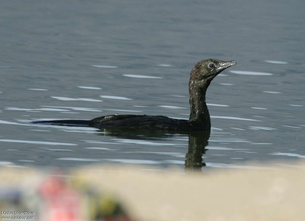 Cormoran pygméeadulte nuptial, identification, nage