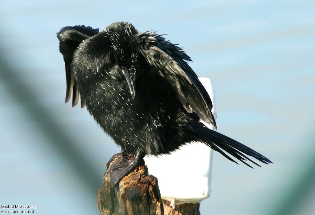 Cormoran pygméeadulte nuptial, pigmentation, Comportement