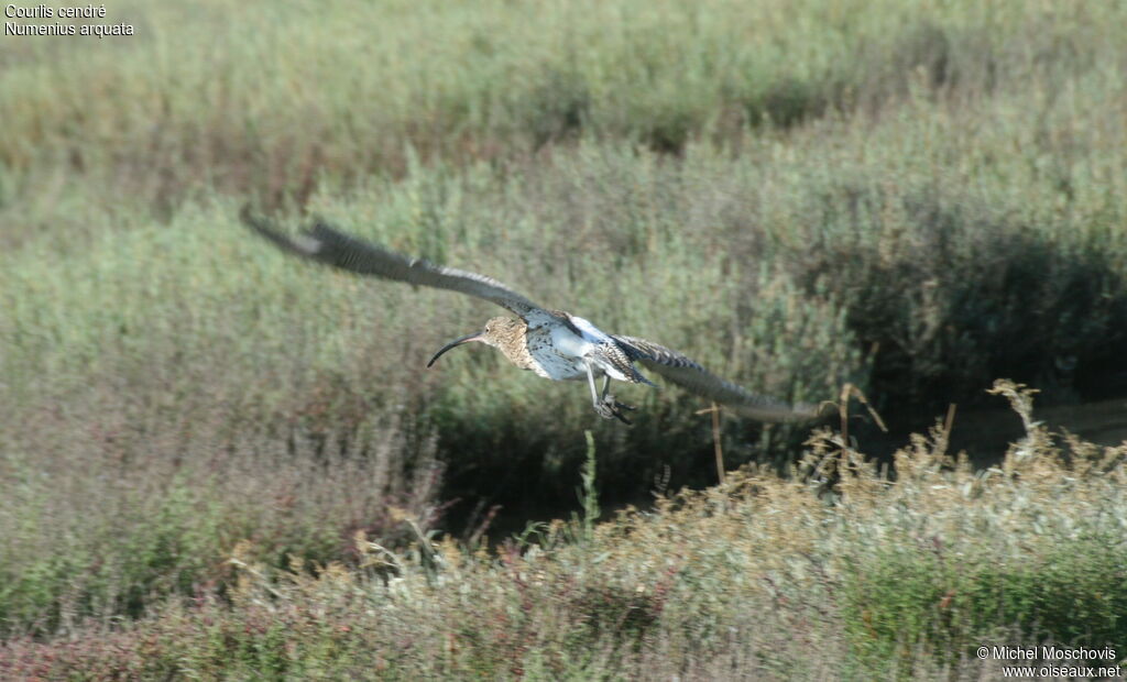 Eurasian Curlew