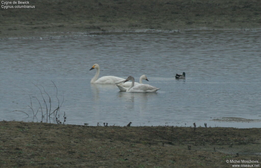 Cygne de Bewick