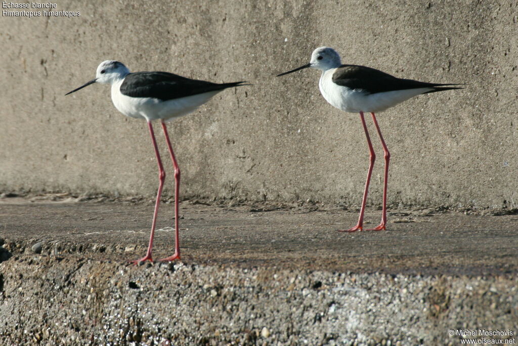 Échasse blanche