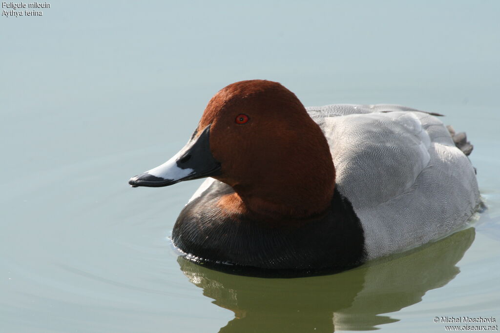 Common Pochard male adult breeding, identification