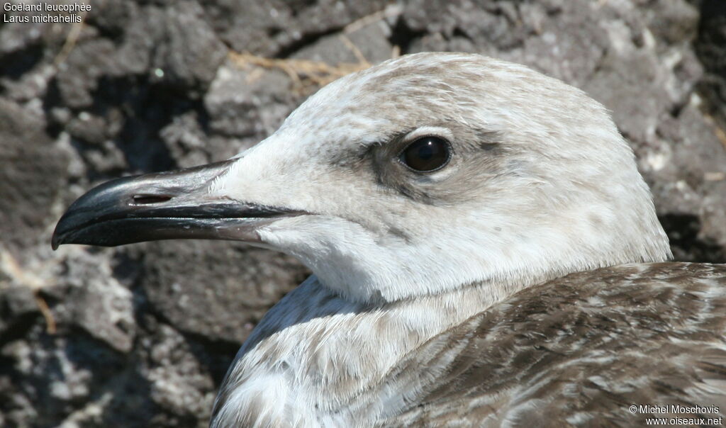 Goéland leucophéejuvénile, identification