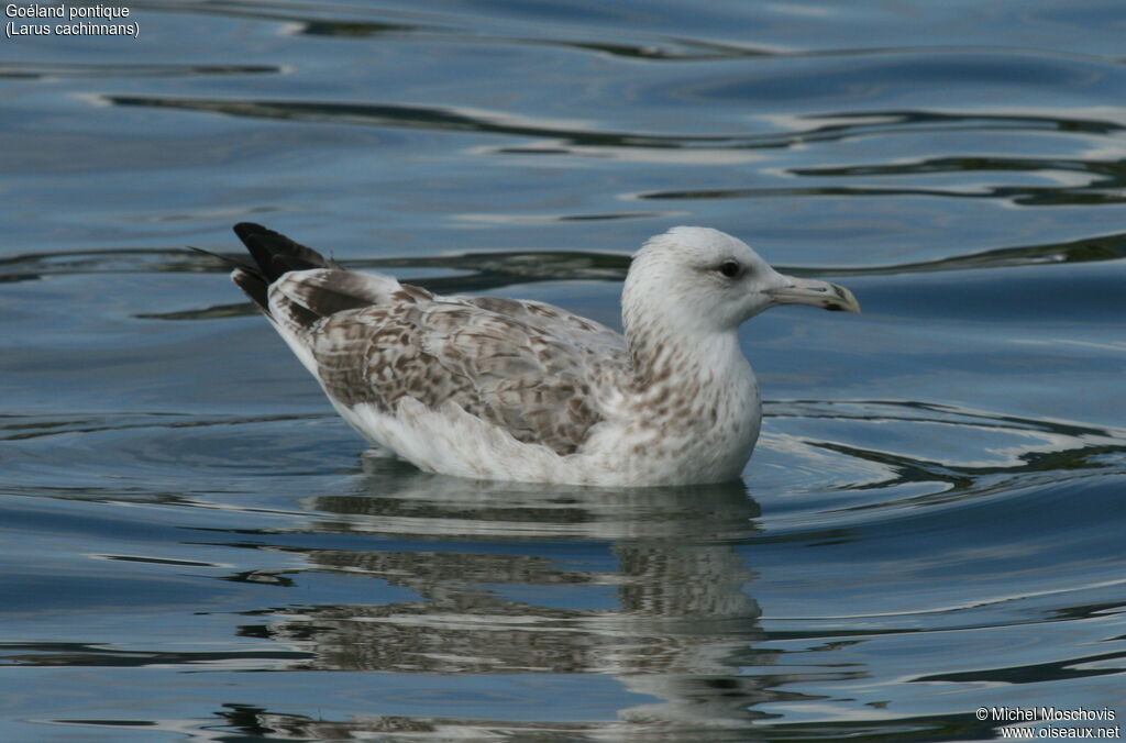 Caspian Gullimmature, identification, swimming