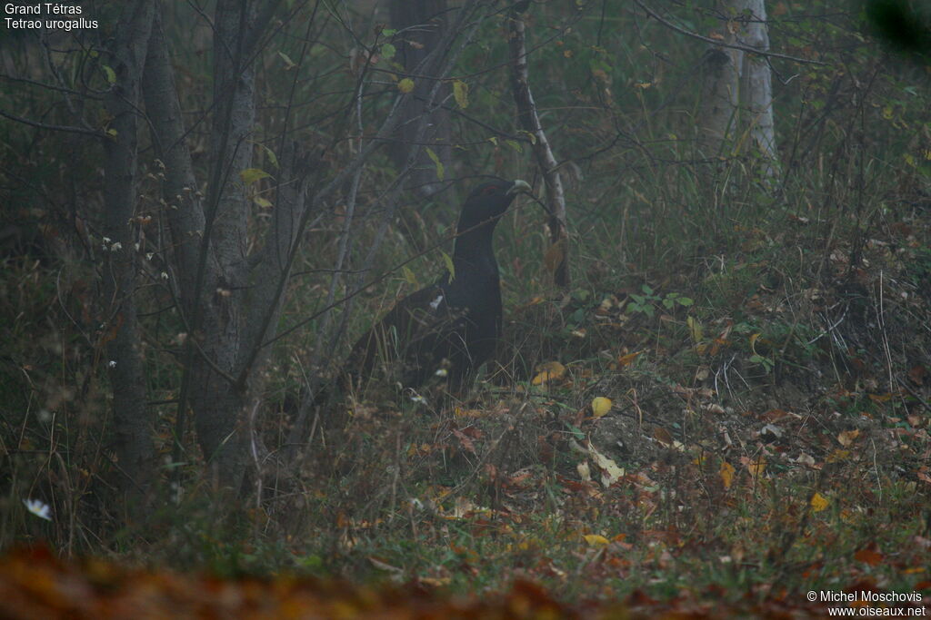 Western Capercaillie male adult, identification
