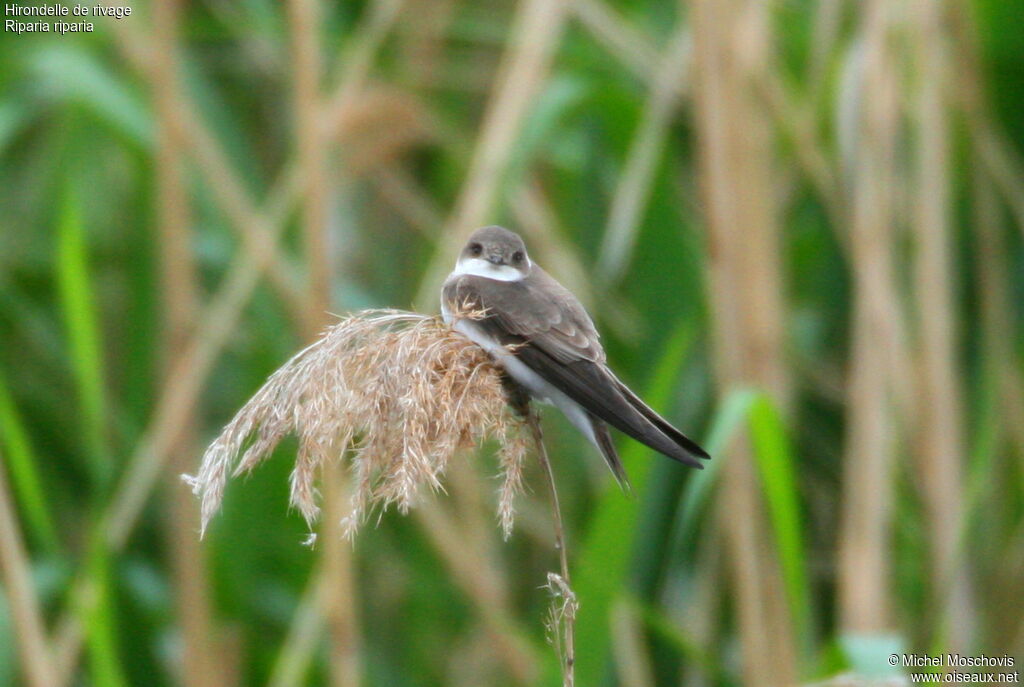 Hirondelle de rivageadulte, identification