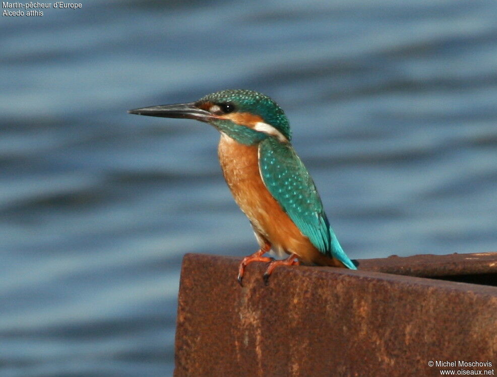 Common Kingfisher, identification