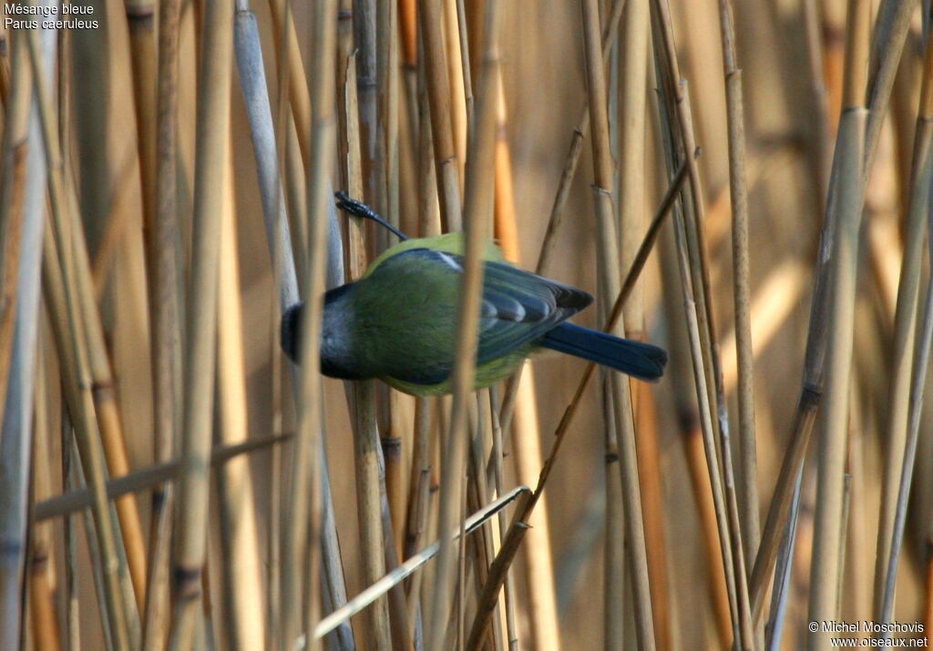 Eurasian Blue Titadult, identification