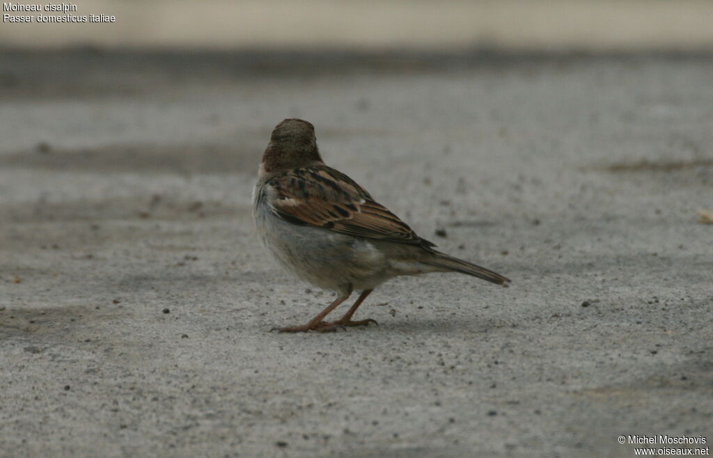 Moineau cisalpin, identification