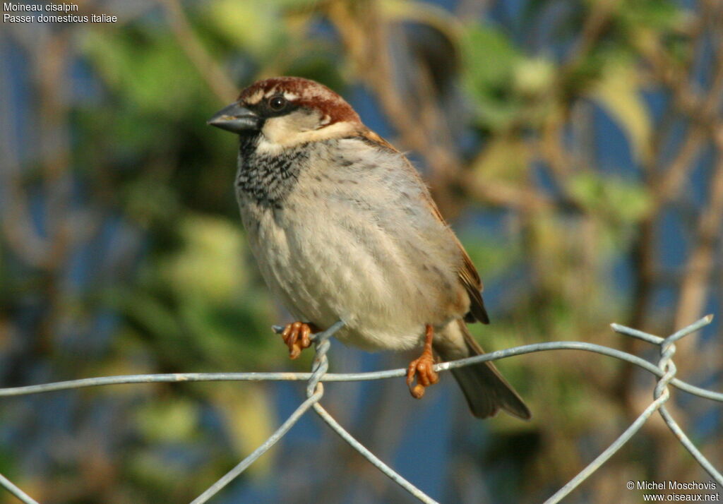 Moineau cisalpin mâle adulte internuptial, identification