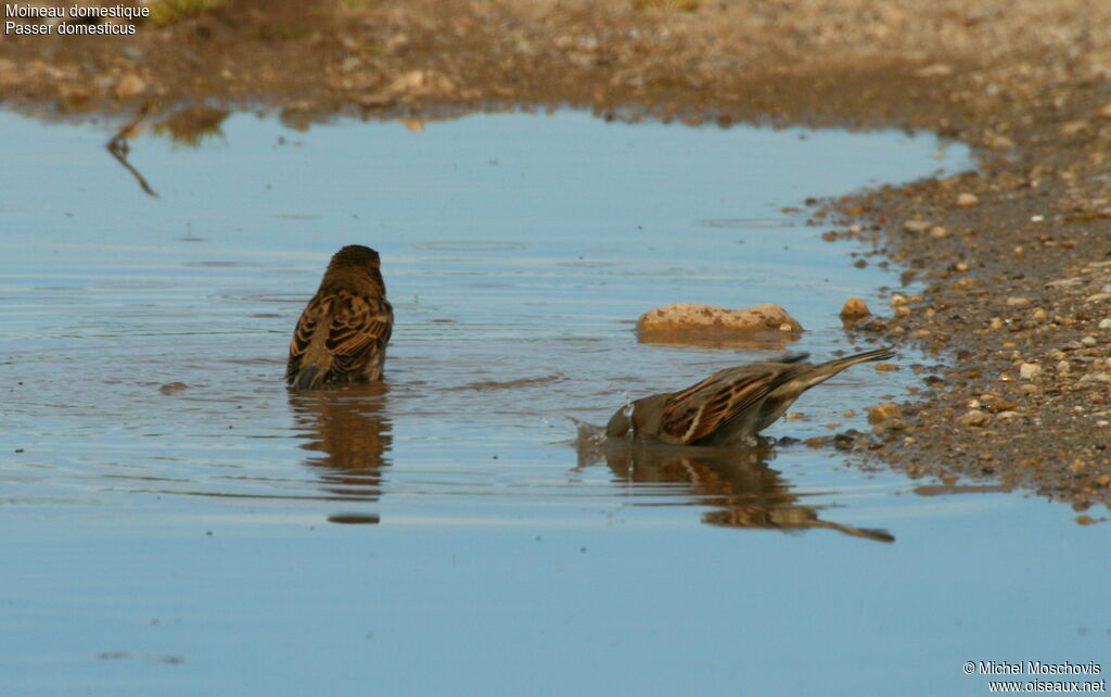 Moineau domestique adulte internuptial, Comportement