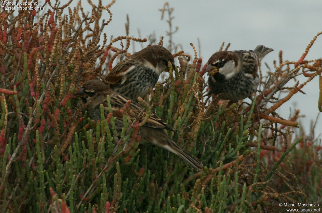 Moineau espagnol