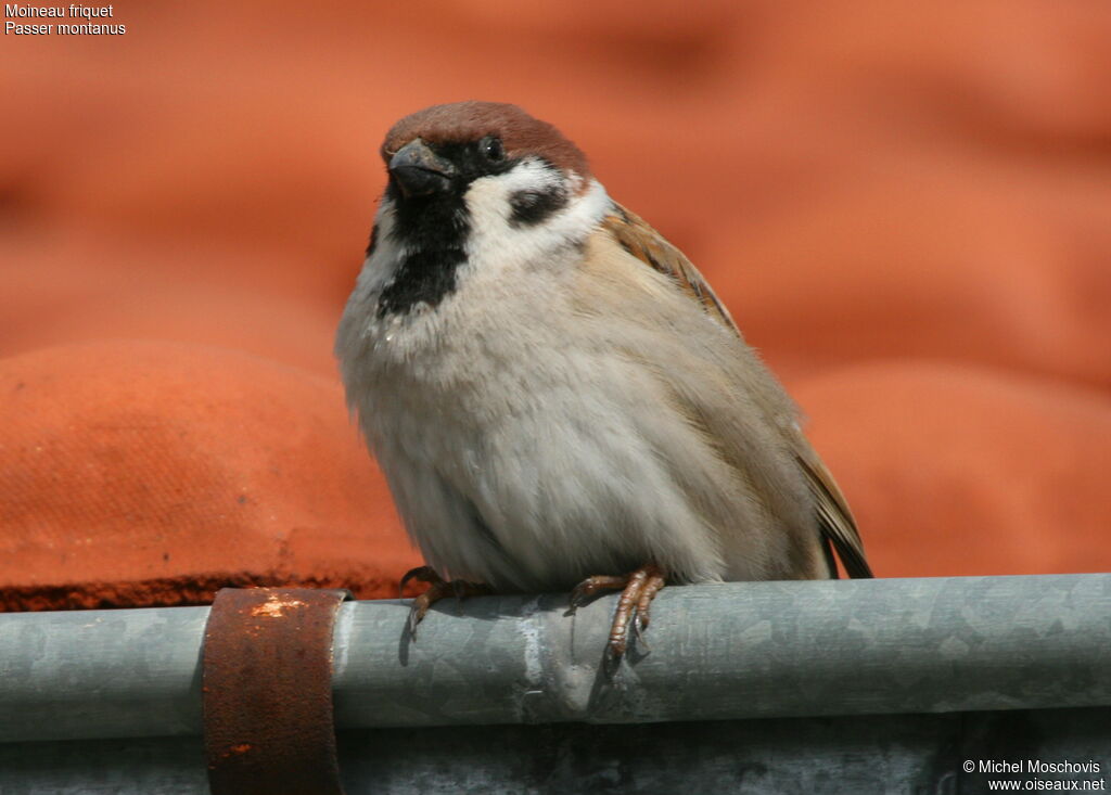Moineau friquetadulte, identification