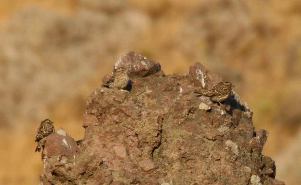Rock Sparrow, identification